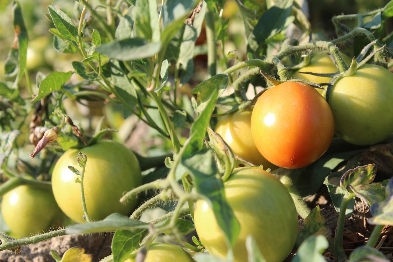Kom El Dikka Agri Lodge ‘Izbat an Nāmūs Szoba fotó